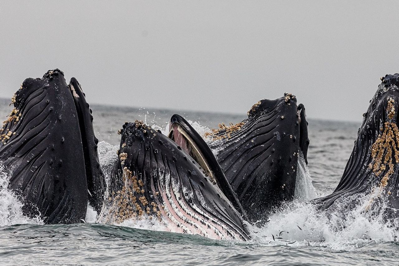 研究 21世紀のクジラの生息地の回復は 過去100年間失われた生態系の機能を回復する可能性がある