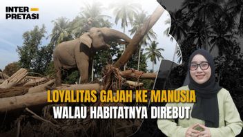 Elephant Loyalty To Humans Even Though Their Habitat Is Rebuttal