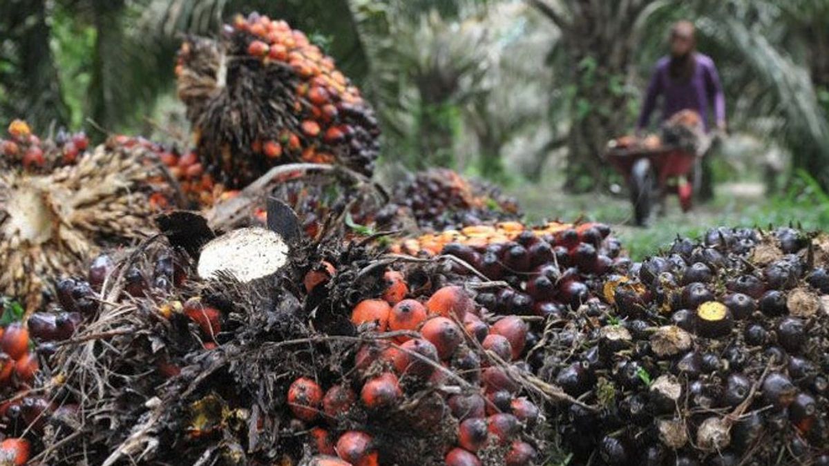 The Largest Palm Oil Plantation In Indonesia, Here's The Company's List