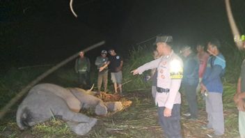 Anak Gajah di TNWK Mati, Diduga Sakit