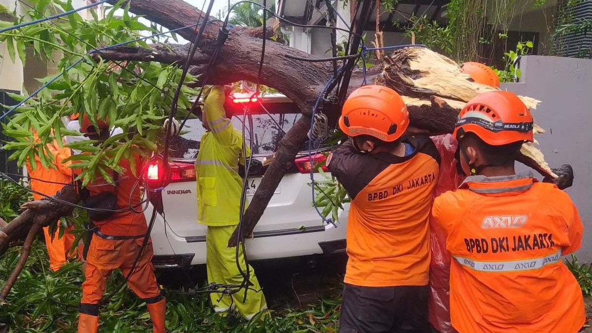 ar - Jakarta brume cette matinée, 8 arbres tombés jusqu'à Tiang Mobile