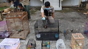 Penyelundupan Burung Dilindungi dari Pontianak Berhasil Digagalkan, Polisi Sita 110 Ekor