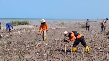 Two Villages In Jepara Experience 1-1.5 Meters Of Abrasion Per Year