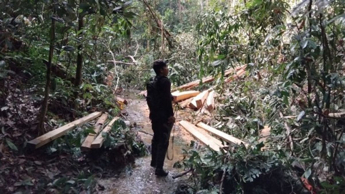 Kemenhut Proses Hukum Tersangka Pembalakan Liar di TNBT Sumatera