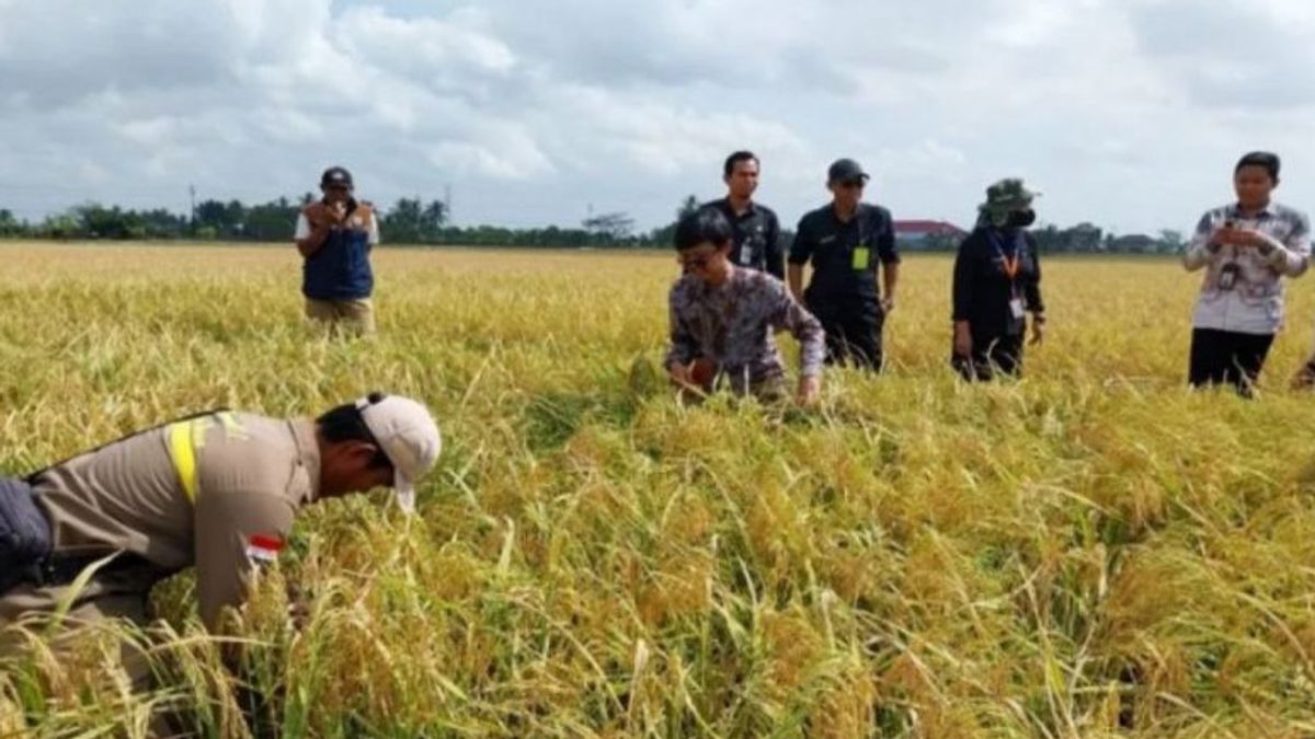 这是Tanah Bumbu Regency能够在干旱期间收获283公顷水稻的原因。