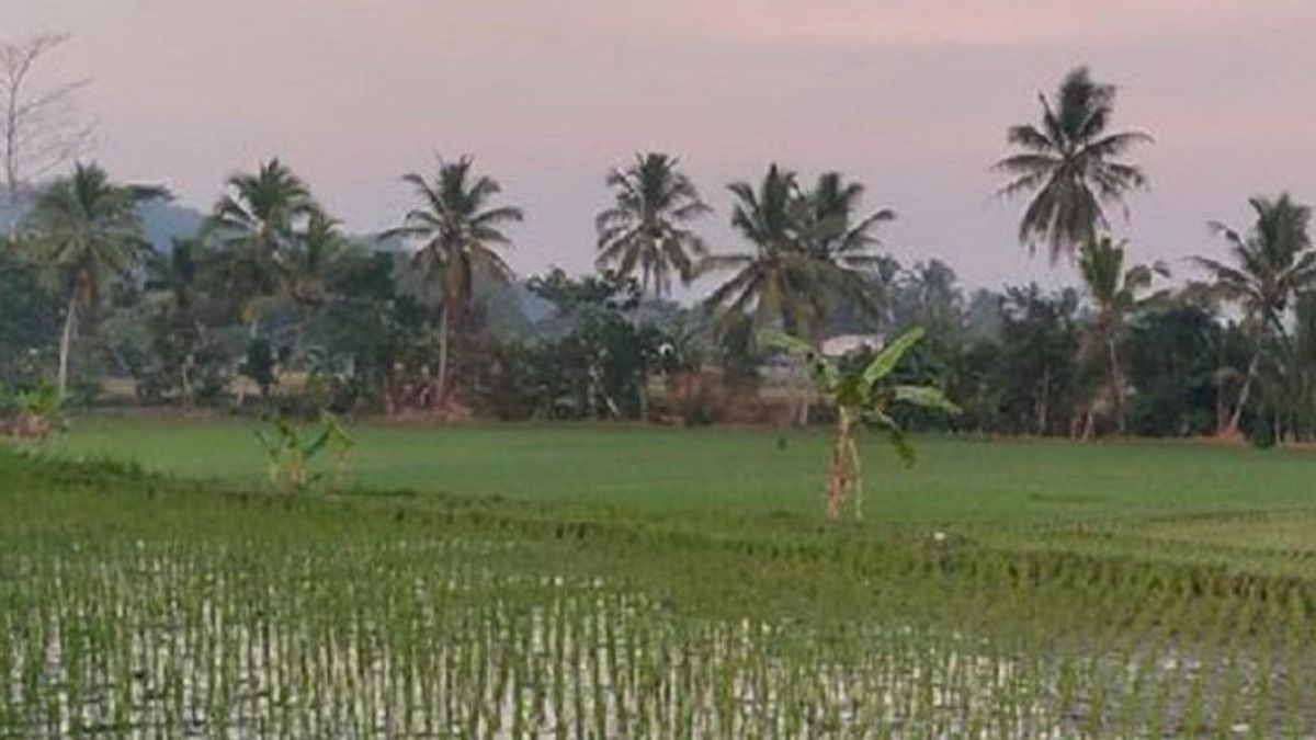 Mayor Of Sukabumi: 120 Hectares Of Agricultural Land Threatened With Harvest Failure