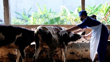 تفشي مرض الحمى القلاعية: حكومة مدينة سورابايا تحسن تحصين الماشية قبيل عيد الأضحى 1443ه