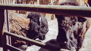 COVID-19 影响，乌克兰动物园期待公民捐款