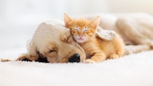 Tidur Bersama Anjing atau Kucing Kesayangan, Bolehkah?
