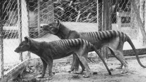 Perdana, Peneliti Berhasil Menemukan RNA Harimau Tasmania yang Punah