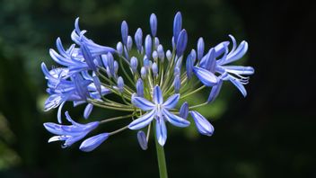 Agapanthus Plants Not Flowering, It Turns Out These 5 Things Are The Cause