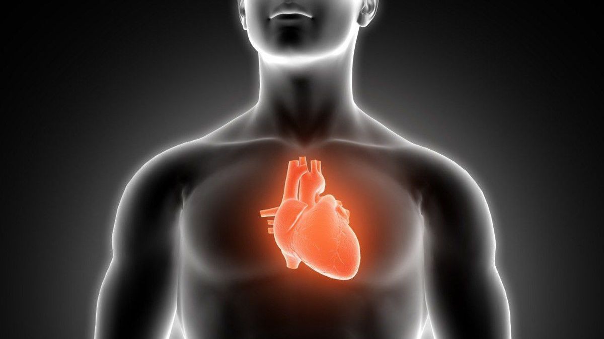 ritoire : Pourquoi le cœur vous détend bien quand vous ne faites pas de l'activité physique?