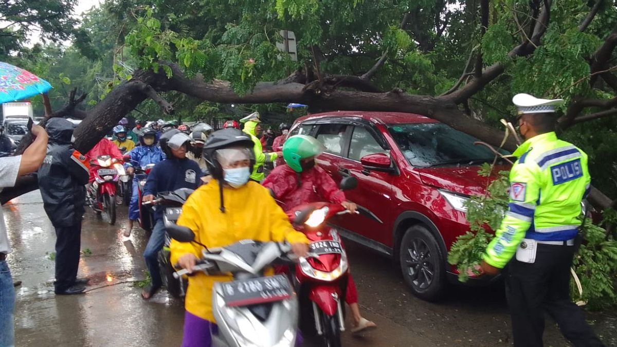 أمطار غزيرة في جاكرتا وأشجار كبيرة تغطي طريق جنكارينج الدائري مما يسبب ازدحاما