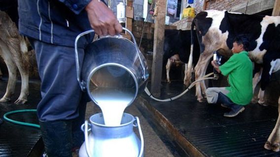 Un projet de lait gratuit pourrait tuer les producteurs locaux en raison de l’augmentation des importations, surveillez