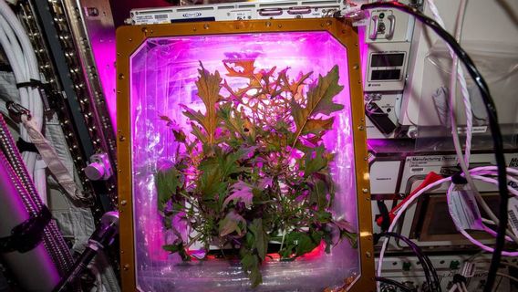 How Astronauts Get Rid Of Boredom By Gardening In Space