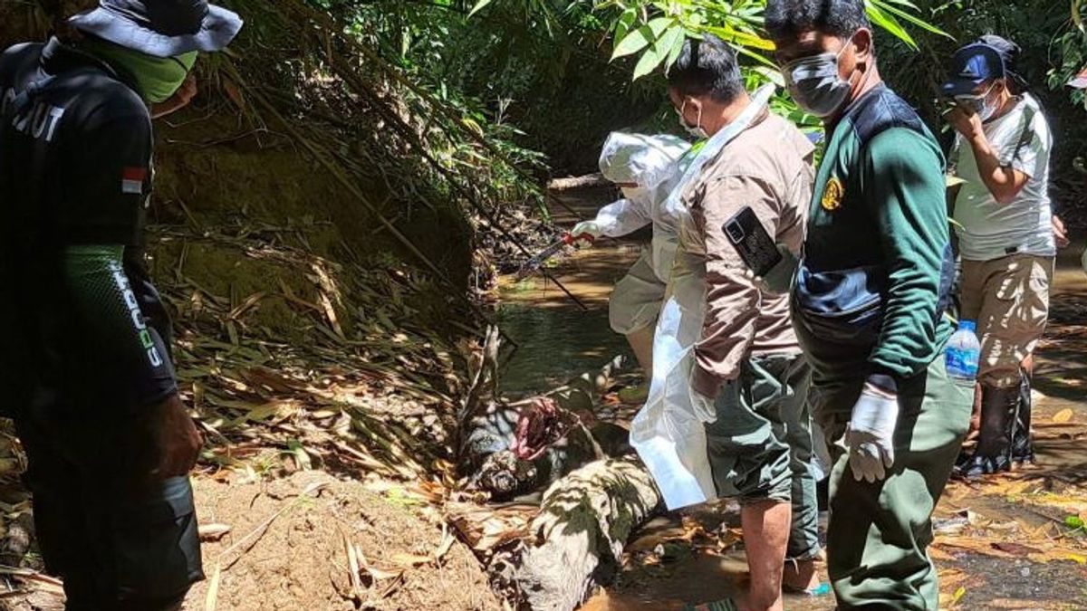 ボガニ国立公園の9匹の野生生物が謎の死にます