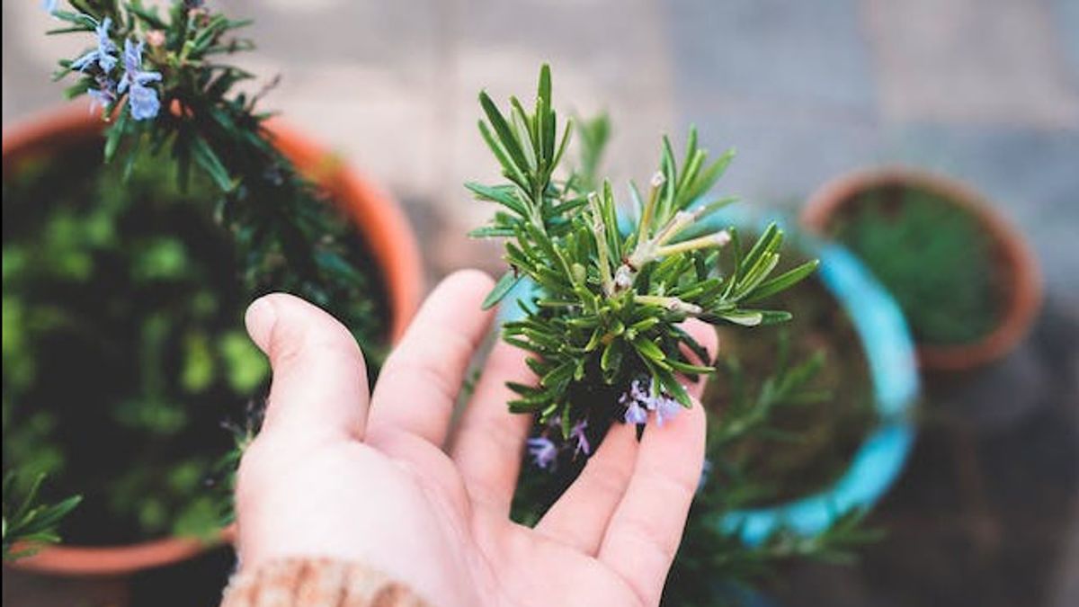 10 façons d’utiliser des feuilles de rosmarine pour aider vos cheveux sains