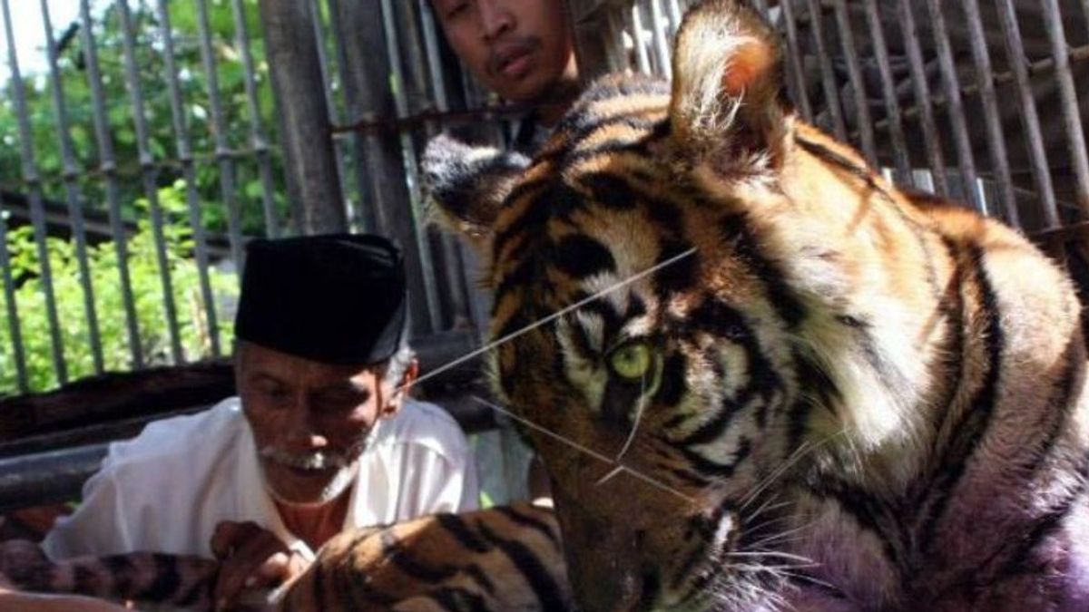 Lagi! Harimau Sumatra Masuk Perkebunan Warga Aceh Selatan