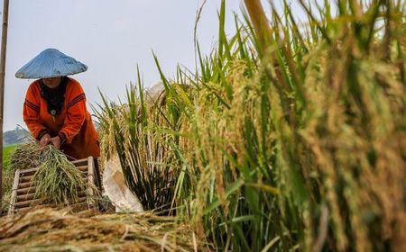 Ombudsman: Tanpa Impor Beras pun Kehidupan Petani Memang Masih Jauh dari Sejahtera, Penghasilan Cuma Rp150 Ribu per Bulan