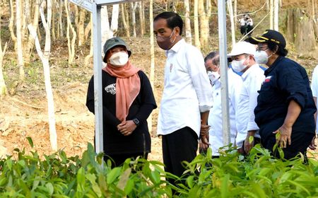 Tinjau Persemaian Mentawir Kaltim, Jokowi: Pembangunan IKN Diawali dengan Rehabilitasi Lahan