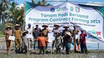 Pastikan Ketahanan Pangan Jakarta, Food Station Gelar Contract Farming dengan Gapoktan di Pringsewu Lampung