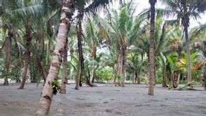 7.5公顷的农民花园被西吉苏拉威西岛的洪水破坏