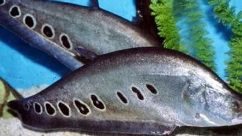 자바 벨리다 물고기는 멸종 위기에 처해 있으며 KKP는 인구 데이터 수집을 수행합니다.