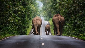 Ilmuwan Uji Coba Vaksin untuk Penyakit Mematikan yang Membunuh Gajah Asia