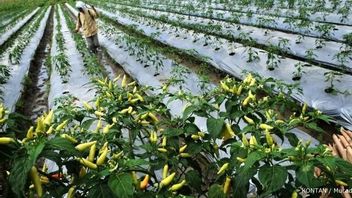 新生辣椒的3种最佳肥料,以便快速生育和果实