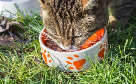 Mahasiswa UGM Olah Larva Black Soldier Fly Jadi Pakan Kucing Berprotein Tinggi