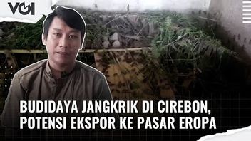 VIDEO: Cultivation Of Crickets In Cirebon, Potential For Export To European Market