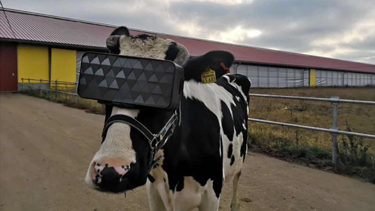 モスクワの牛は、より良い牛乳を生産するためにVRを使用しています