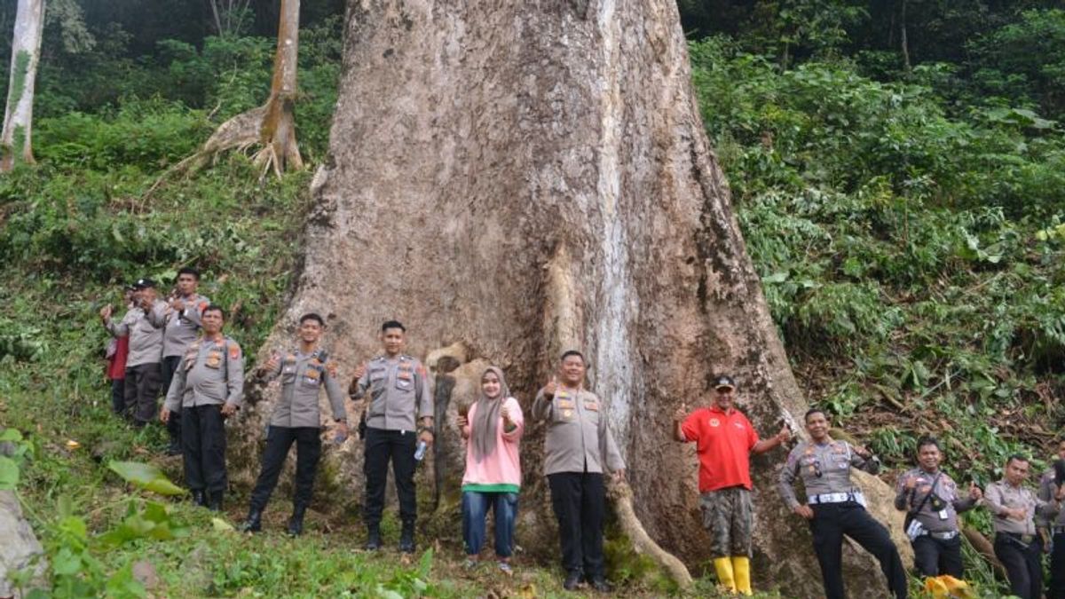 Giant Tree In Malintang West Sumatra Prepared To Be A Tourism Goal