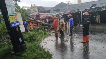 Angin Kencang Tumbangkan Belasan Pohon di Bantul