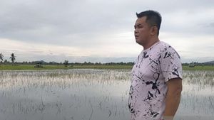 Sudah Gagal Lakukan Penyemaian Gegara Hama Tikus, Kali Ini 500 Hektare Lahan Peranian di Singkawang Utara Terendam Banjir