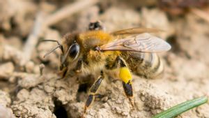 Bea Cukai Turki Sita 1.240 Lebah Carniolan di Bandara Internasional Sabiha Gökçen