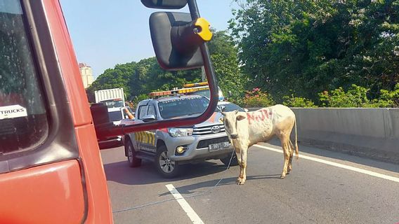 セルバシランイードアルアドハー2023:牛が西ジャカルタのタンボラで屠殺されると有料道路に逃げ込む