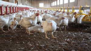 Turki Hentikan Ekspor Ayam Setelah Kenaikan Harga Jelang Ramadan