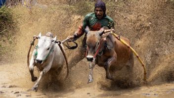 Bangkit dari Banjir, Tanah Datar Andalkan Pacu Jawi hingga Pacu Kuda