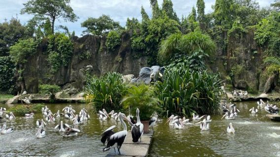 There Are Additional Two Komodo, Thousands Of People Visit The First Holiday Of The Ragunan Wildlife Park