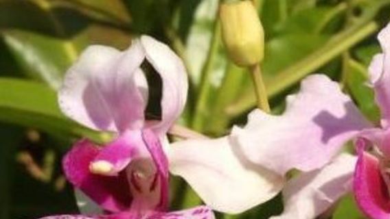 The Exotic Pencil Orchid That Is Endangered, BKSDA Collaborates With Bengkulu University To Do Cultivation