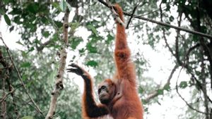 Selama Tahun ini, BKSDA Pangkalan Bun Sudah Melepasliarkan 11 Orangutan ke Alam