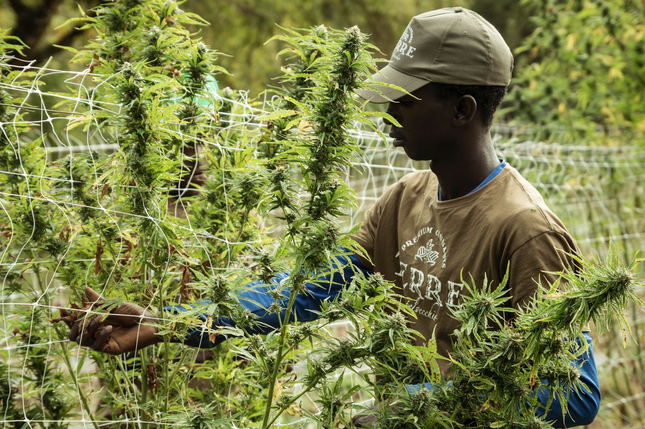 ヒズボラはレバノンの経済のために医療大麻を合法化することに同意します