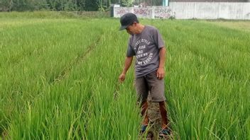 万丹勒巴克238公顷的稻田因干旱而面临收获失败的危险