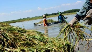 Bulog Karawang Serap 2.500 Tons of Rice per Day Throughout January 2026