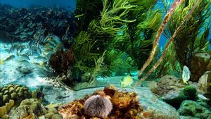 Ilmuwan Dunia Luncuran Misi Pencarian 100 Ribu Spesies Bawah Laut Baru