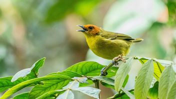 Peneliti Ungkap Manusia Berperan dalam Musnahnya 1.400 Spesies Burung