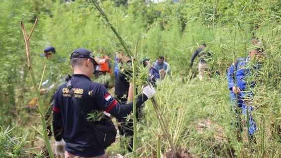 Polda Aceh Musnahkan 5,3 Hektare Ladang Ganja
