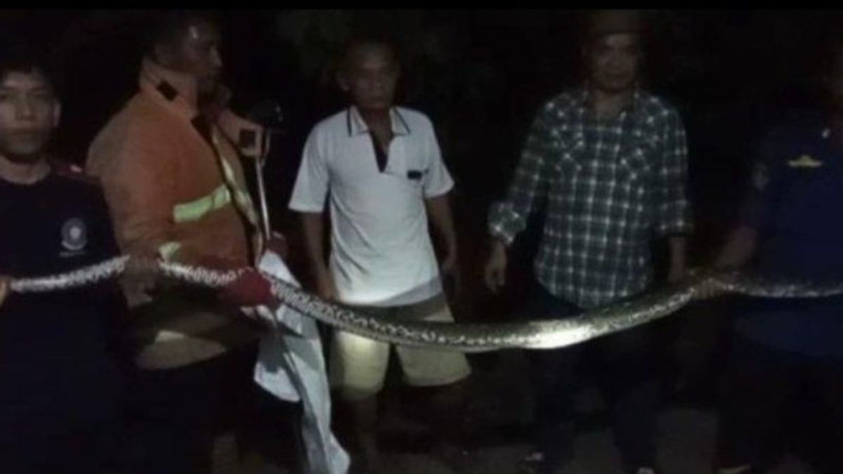 Firefighters Arrest Large Pythons At Kalida Lampung Residents' House