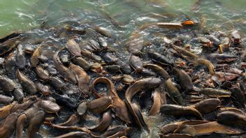 Pastikan Ketahanan Pangan Nusantara, KKP Latih Warga Olah Ikan Lele